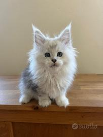 Maine coon cuccioli altissima genealogia estera