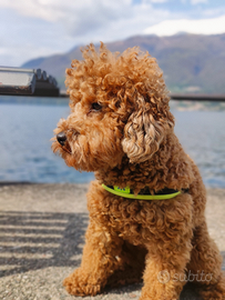 Barboncino nano per monta