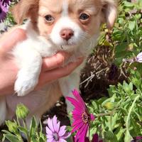 Cucciole di piccola taglia