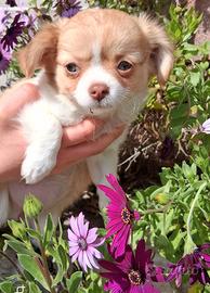 Cucciole di piccola taglia