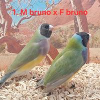 Diamanti di Gould