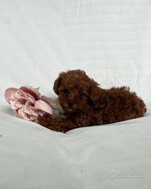 Cucciolo di Barboncino Mini Toy