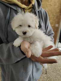 Maltese
