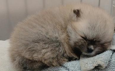 Pomerania spitz tedesco nano