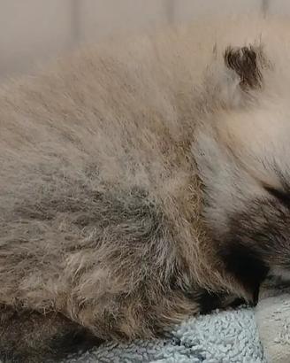 Pomerania spitz tedesco nano