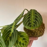 Kokedama Maranta Lemon Lime