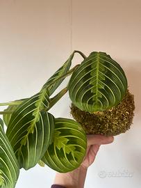 Kokedama Maranta Lemon Lime