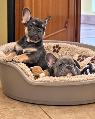 Cuccioli di Bulldog Francese esotici