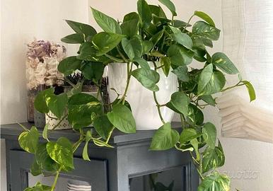 Pianta d'arredamento