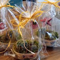 Composizione piante grasse