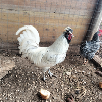 Gallo olandese ciuffato