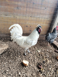 Gallo olandese ciuffato