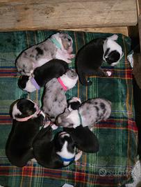 Cuccioli di pastore Australiano con pedigree