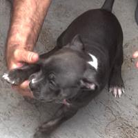 American Bully POCKET