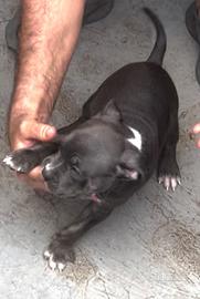 American Bully POCKET