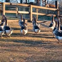 Oche tolosa agricola