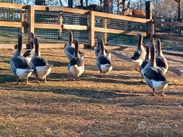 Oche tolosa agricola