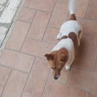 Disponibile Jack Russell Toy maschio snza pedigree