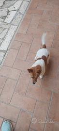 Disponibile Jack Russell Toy maschio snza pedigree
