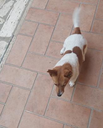 Disponibile Jack Russell Toy maschio snza pedigree