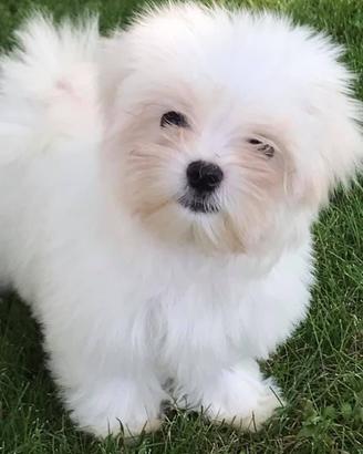 Maltese cuccioli
