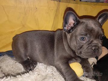 BULLDog francese blu