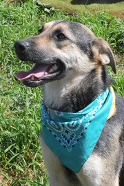 Teseo e Totino ,2 cuccioli ancora in canile