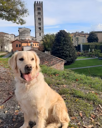 GOLDEN RETRIEVER FEMMINA STERILIZZATA RX AO