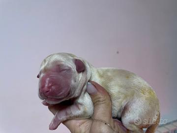 Cuccioli Labrador con pedigree