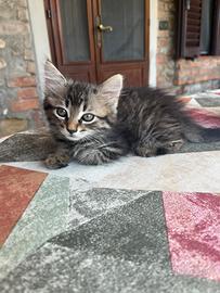 Due meravigliose gattine