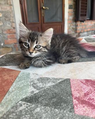 Due meravigliose gattine