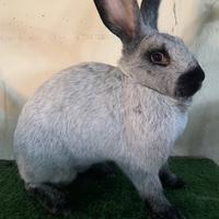 Conigli di razza in purezza