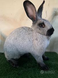 Conigli di razza in purezza