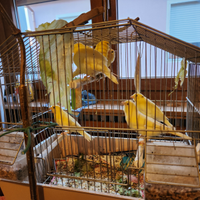 Uccellini