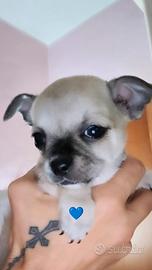 Cuccioli chihuahua