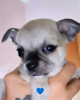Cuccioli chihuahua