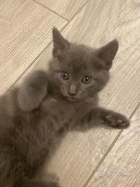 Gattini