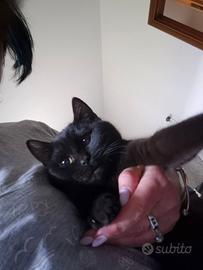 Cuccioli Scottish Stright