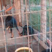 Cani da caccia gia addestrati