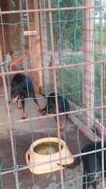 Cani da caccia gia addestrati