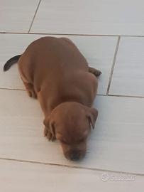 deliziosa cucciola