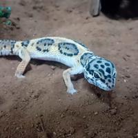 Geco leopardino