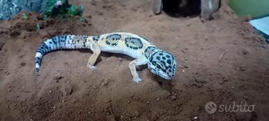 Geco leopardino