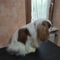 Cavalier King solo per monte