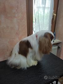 Cavalier King solo per monte
