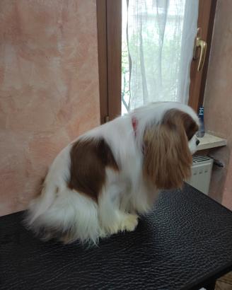 Cavalier King solo per monte
