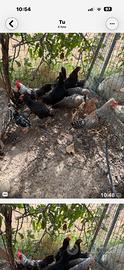 Galletti Marans,Legbar,Olivegger,Livorno collo arg