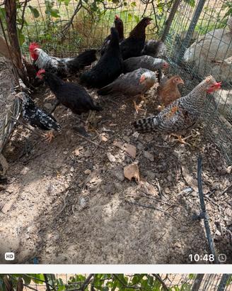 Galletti Marans,Legbar,Olivegger,Livorno collo arg
