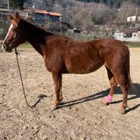 Cavalla 6 anni incrocio quarter