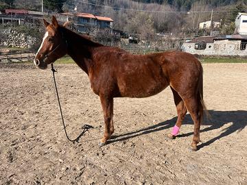 Cavalla 6 anni incrocio quarter